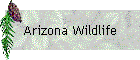 Arizona Wildlife