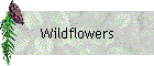 Wildflowers
