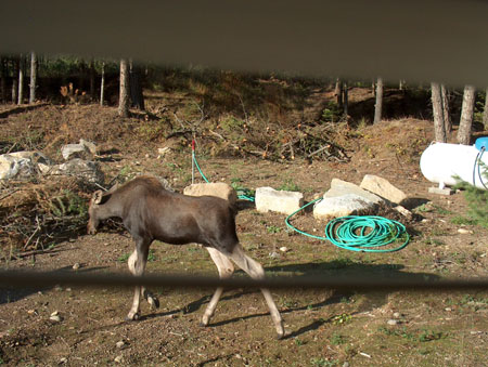 0357 - One of the 5 ft twin baby moose