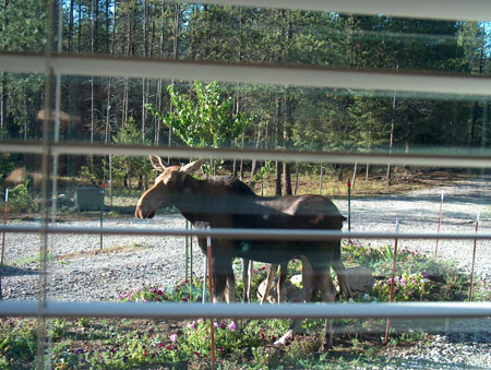 0358 - Mama moose