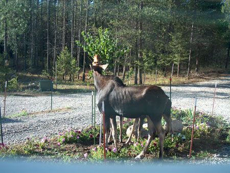 0359 - Mama eating our tree