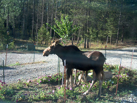 0360 - Mama with 2nd twin behind her