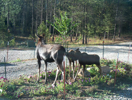 0362 - Babies trying to eat our tree