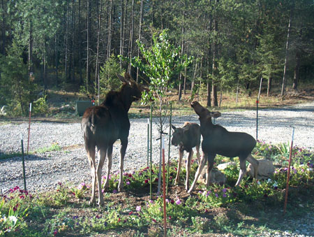 0363 - Mooses are 20 ft from our house