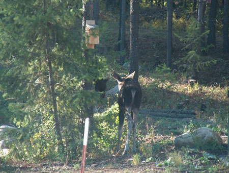 0364 - One twin venturing off by itself