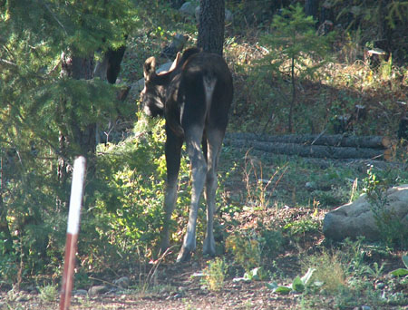 0365 - Closeup of twins fanny