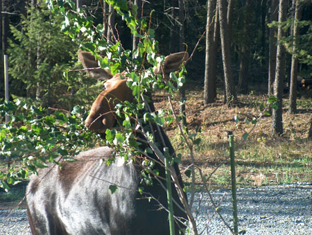 0366 - Mama demolishing our tree