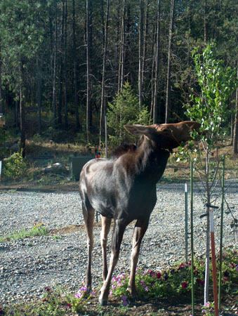 0367 - Mama's about 7 ft tall