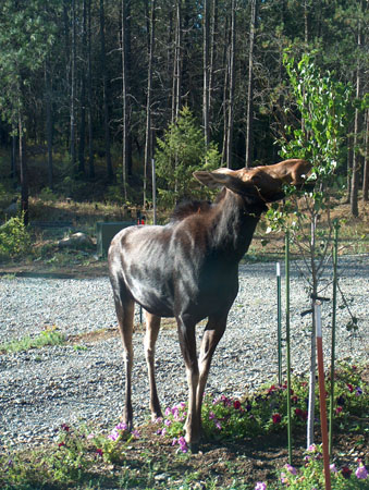 0368 - A tidbit to fill in those ribs