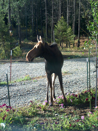 0369 - Mamas watching out for her babies