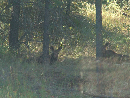 0671 - Twins are resting