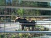 0358 - Mama moose