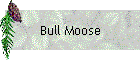 Bull Moose