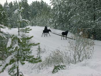 0280 - Mama moose and her twin yearlings on Thanksgiving day