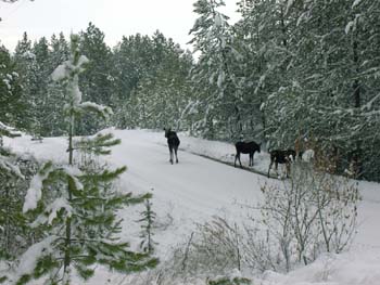0282 - Mama and twin yearling moose