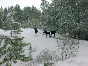 0283 - Mama and twin yearling moose