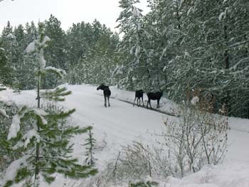 0284 - Mama and yearling moose