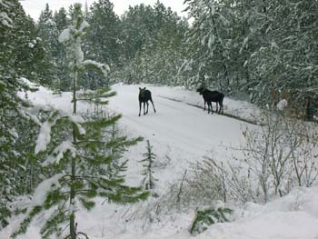 0285 - Mama and twin moose