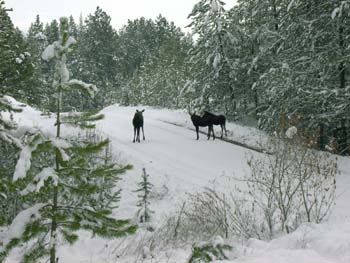0286 - Mama and twin moose