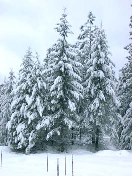 0288 - Our snow pictures