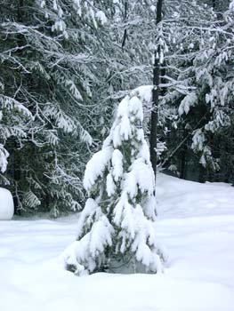 0289 - Our Christmas tree for next year