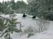 0280 - Mama moose and her twin yearlings on Thanksgiving day