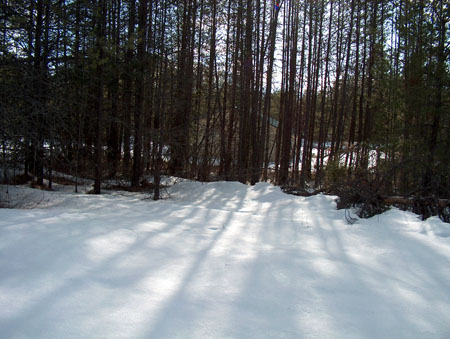 0320 - View of our garage through the trees