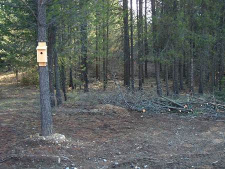 0328 - Finally we can see through the trees