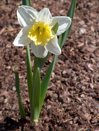 0349 - Our fist bloomed dafadil