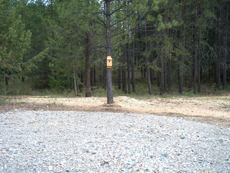 0353 - After chipping all slash piles so far